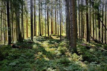 Фото номера Апартаменты с видом на сад Загородные дома Kārkliņi г. Rāmuļi 36